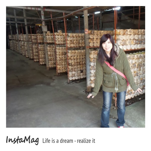 豐年靈芝菇類生態農場:菇之鄉~豐年靈芝菇類生態農場