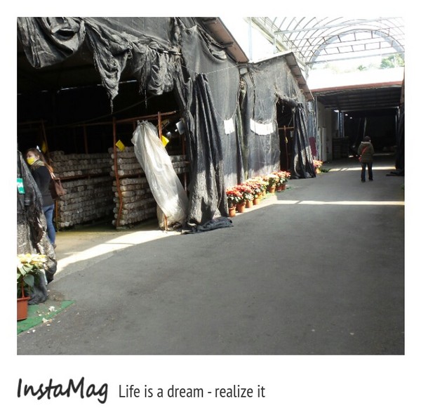 豐年靈芝菇類生態農場:菇之鄉~豐年靈芝菇類生態農場