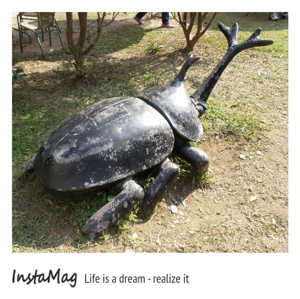 豐年靈芝菇類生態農場:菇之鄉~豐年靈芝菇類生態農場