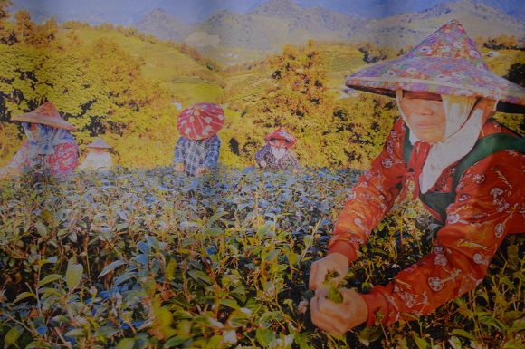 廖鄉長紅茶故事館26