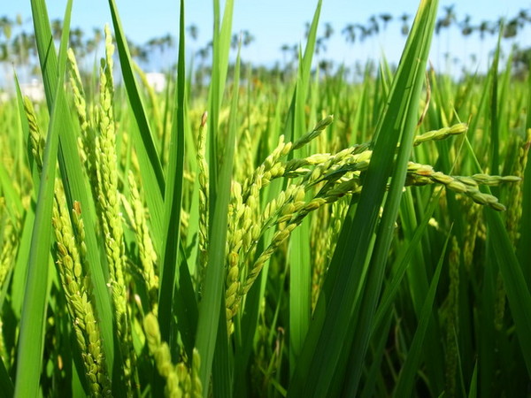 集集十三目仔窯:<活動>南投集集鄉野之旅DAY1文藝線