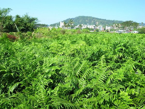 集集十三目仔窯:<活動>南投集集鄉野之旅DAY1文藝線