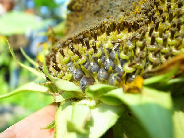 集集十三目仔窯:<活動>南投集集鄉野之旅DAY1文藝線