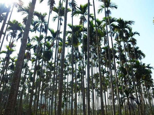 集集十三目仔窯:<活動>南投集集鄉野之旅DAY1文藝線