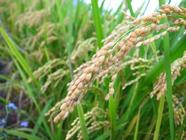 集集十三目仔窯:<活動>南投集集鄉野之旅DAY1文藝線