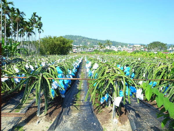 集集十三目仔窯:<活動>南投集集鄉野之旅DAY1文藝線