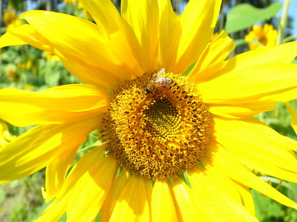集集十三目仔窯:<活動>南投集集鄉野之旅DAY1文藝線