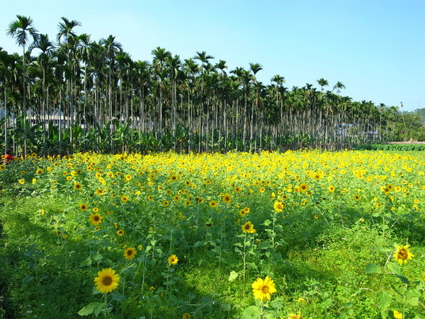 集集十三目仔窯:<活動>南投集集鄉野之旅DAY1文藝線