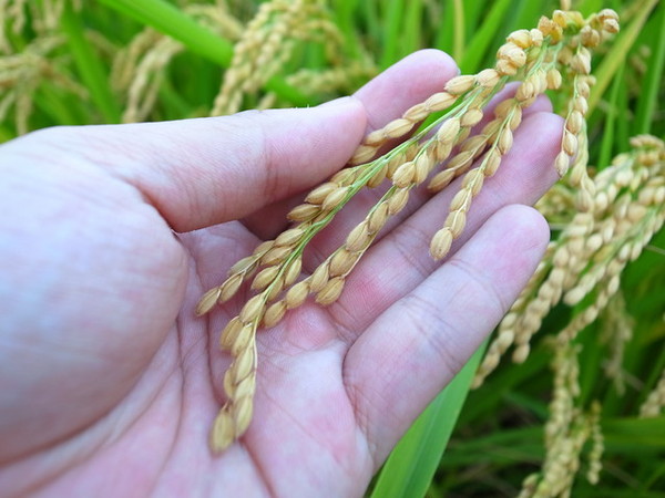 集集十三目仔窯:<活動>南投集集鄉野之旅DAY1文藝線