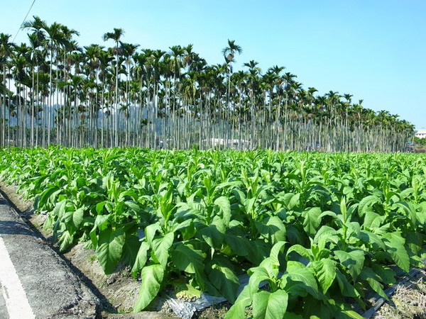 集集十三目仔窯:<活動>南投集集鄉野之旅DAY1文藝線