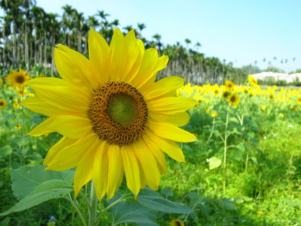 集集十三目仔窯:<活動>南投集集鄉野之旅DAY1文藝線