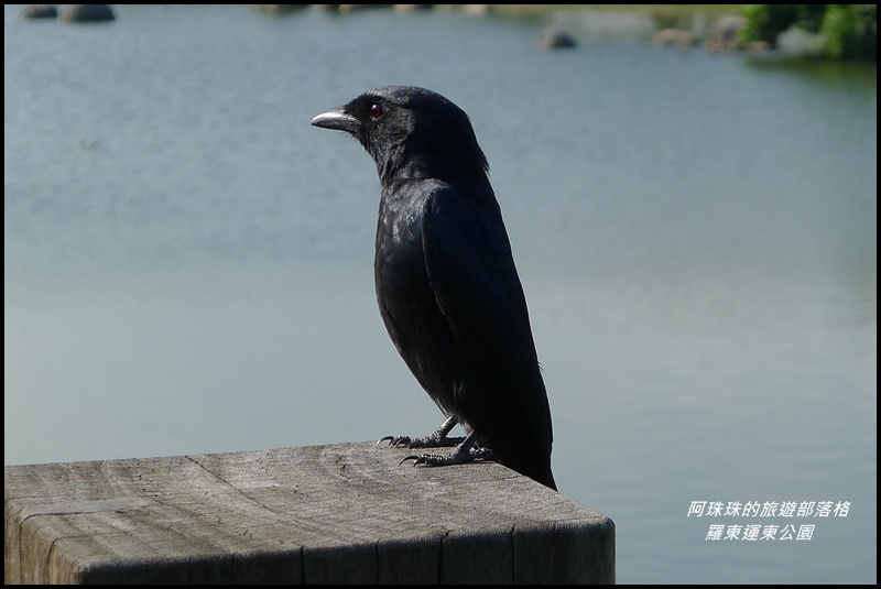 羅東運東公園44.JPG