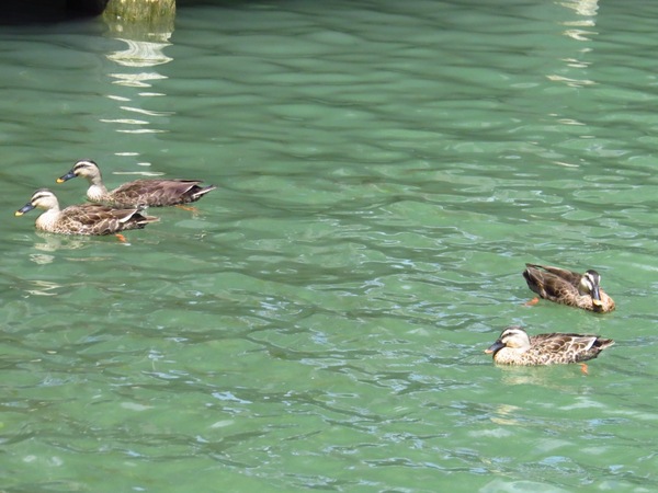 梅花湖：彷彿置身世外桃源的仙境【宜蘭/梅花湖】