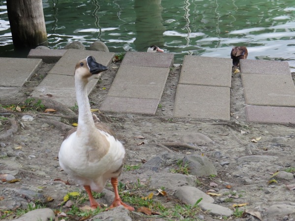梅花湖：彷彿置身世外桃源的仙境【宜蘭/梅花湖】