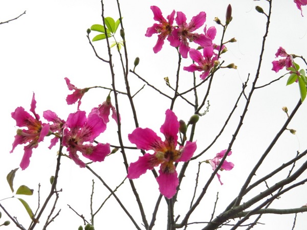 梅花湖：彷彿置身世外桃源的仙境【宜蘭/梅花湖】