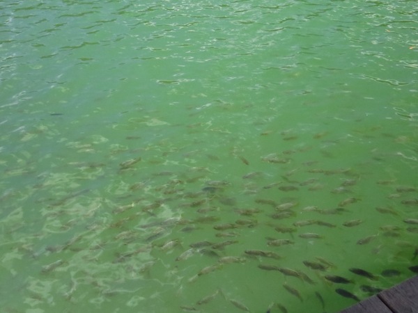 梅花湖：彷彿置身世外桃源的仙境【宜蘭/梅花湖】