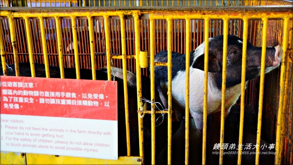 廣興農場:【宜蘭/冬山】親子同樂~鴨母寮豬哥窟♪♪廣興農場♪♪