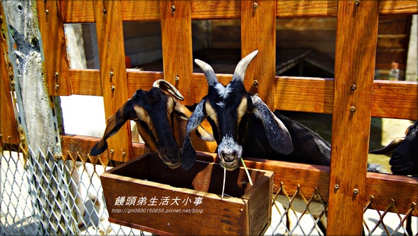 廣興農場:【宜蘭/冬山】親子同樂~鴨母寮豬哥窟♪♪廣興農場♪♪