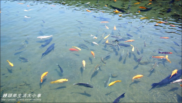 廣興農場:【宜蘭/冬山】親子同樂~鴨母寮豬哥窟♪♪廣興農場♪♪