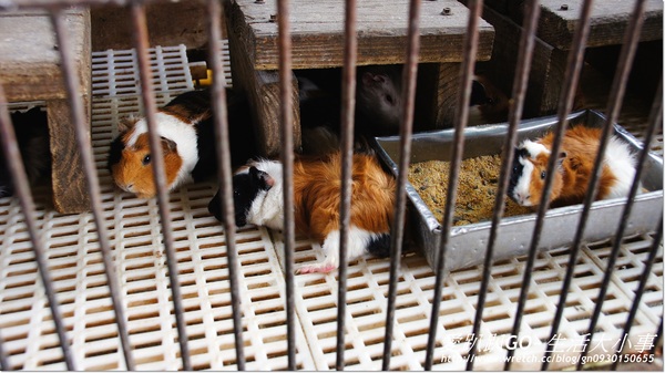 宜蘭宜農牧場：【宜蘭/冬山鄉】親子同樂的好地方~宜農牧場