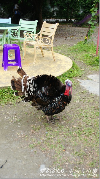 宜蘭宜農牧場：【宜蘭/冬山鄉】親子同樂的好地方~宜農牧場