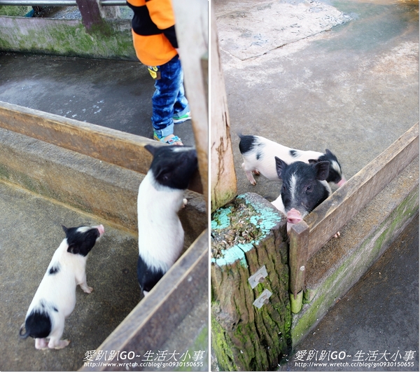 宜蘭宜農牧場：【宜蘭/冬山鄉】親子同樂的好地方~宜農牧場
