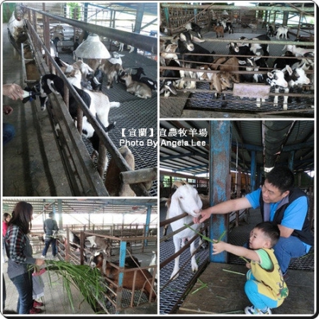 宜蘭宜農牧場:【宜蘭行】第三站:宜農牧羊場♡與羊共舞.小動物超可愛♡