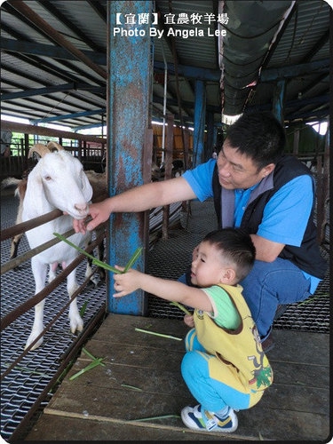 宜蘭宜農牧場:【宜蘭行】第三站:宜農牧羊場♡與羊共舞.小動物超可愛♡