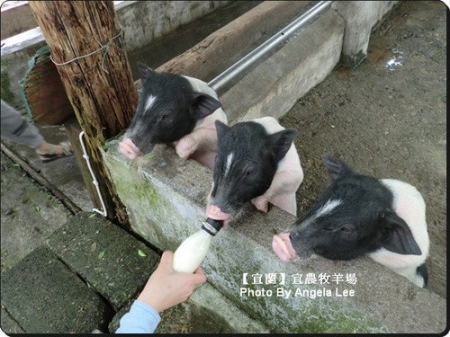 宜蘭宜農牧場:【宜蘭行】第三站:宜農牧羊場♡與羊共舞.小動物超可愛♡