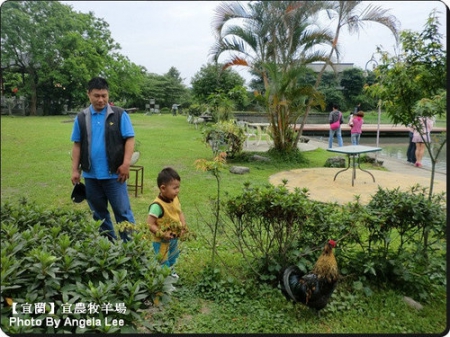 宜蘭宜農牧場:【宜蘭行】第三站:宜農牧羊場♡與羊共舞.小動物超可愛♡