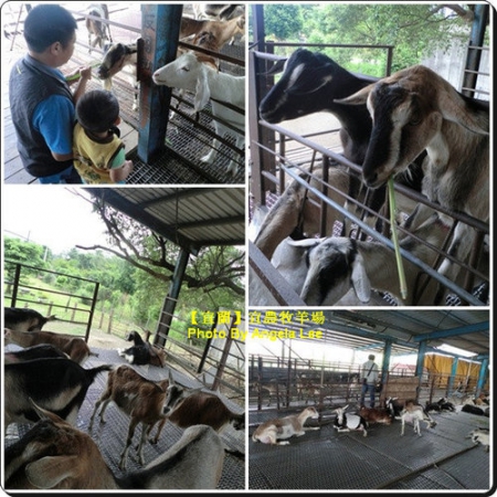 宜蘭宜農牧場:【宜蘭行】第三站:宜農牧羊場♡與羊共舞.小動物超可愛♡