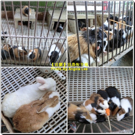 宜蘭宜農牧場:【宜蘭行】第三站:宜農牧羊場♡與羊共舞.小動物超可愛♡