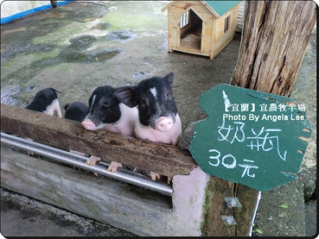 宜蘭宜農牧場:【宜蘭行】第三站:宜農牧羊場♡與羊共舞.小動物超可愛♡