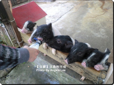 宜蘭宜農牧場:【宜蘭行】第三站:宜農牧羊場♡與羊共舞.小動物超可愛♡