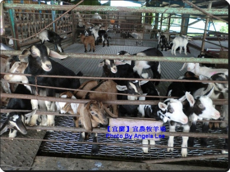 宜蘭宜農牧場:【宜蘭行】第三站:宜農牧羊場♡與羊共舞.小動物超可愛♡