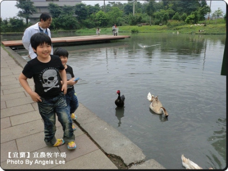 宜蘭宜農牧場:【宜蘭行】第三站:宜農牧羊場♡與羊共舞.小動物超可愛♡