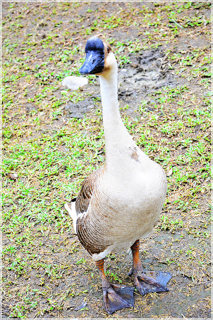 宜農牧場：【宜蘭】冬山鄉。宜農牧場