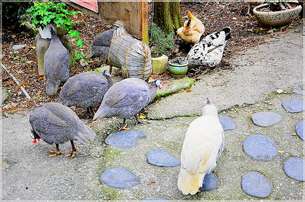 宜農牧場：【宜蘭】冬山鄉。宜農牧場