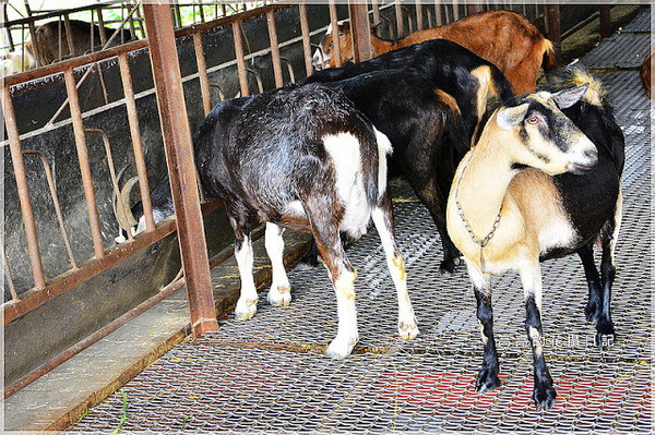 宜農牧場：【宜蘭】冬山鄉。宜農牧場