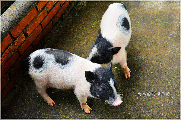 宜農牧場：【宜蘭】冬山鄉。宜農牧場