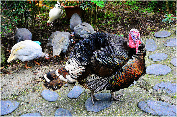 宜農牧場：【宜蘭】冬山鄉。宜農牧場