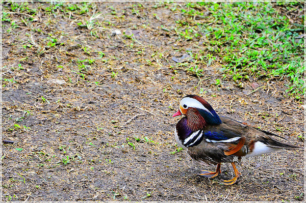 宜農牧場：【宜蘭】冬山鄉。宜農牧場