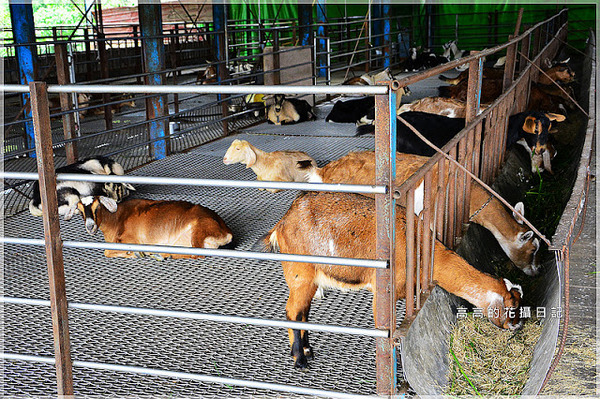 宜農牧場：【宜蘭】冬山鄉。宜農牧場