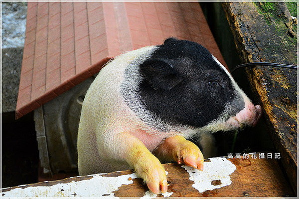 宜農牧場：【宜蘭】冬山鄉。宜農牧場