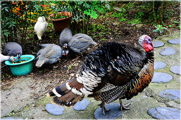 宜農牧場：【宜蘭】冬山鄉。宜農牧場