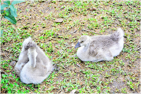 宜農牧場：【宜蘭】冬山鄉。宜農牧場
