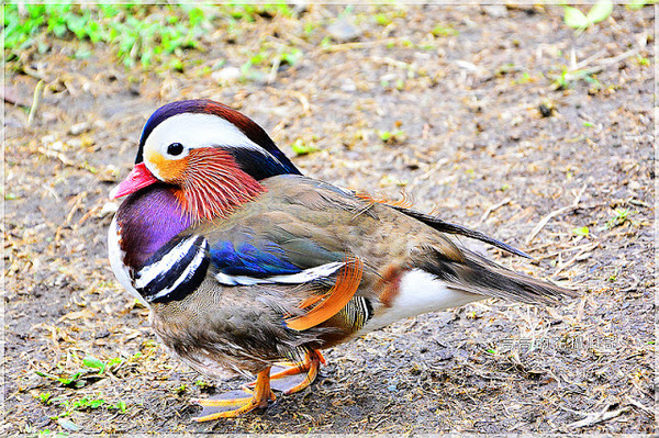 宜農牧場：【宜蘭】冬山鄉。宜農牧場