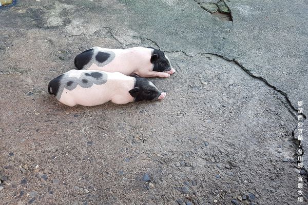 【宜蘭/冬山鄉】宜農牧場