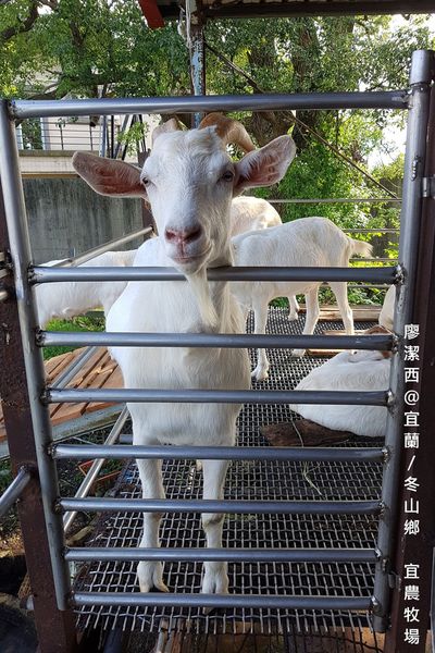 【宜蘭/冬山鄉】宜農牧場