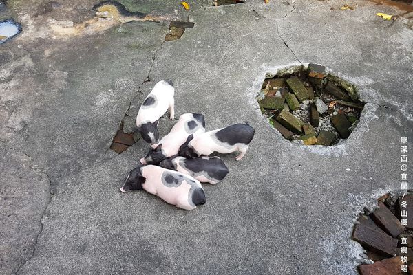 【宜蘭/冬山鄉】宜農牧場